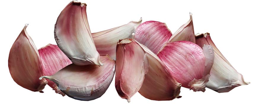 Fall Garlic Planting – Do It Now!