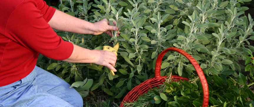 Tips For Herb Harvesting