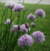 The flowers of onion chives are edible too.
