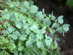The leaves of salad burnet have a cucumber-like flavor.