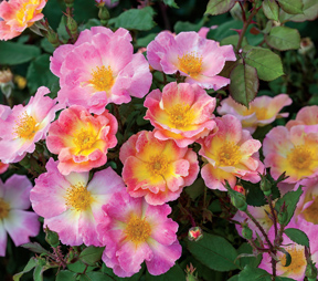 'Watercolors Home Run' is a self-cleaning, disease resistant shrub rose.