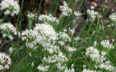 Late Summer Blooming Garlic Chives