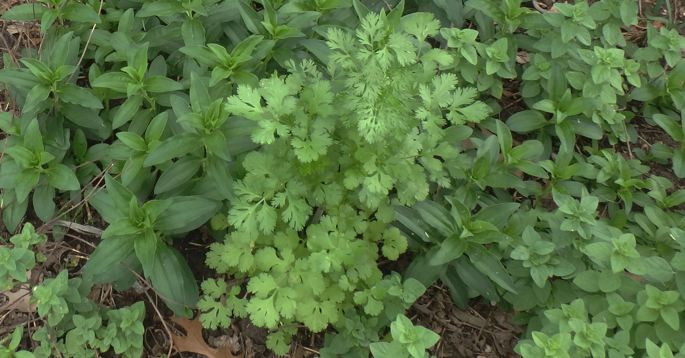 Cilantro (center of photo) can only be grown in Texas during the cooler months of the year. This young plant is surrounded by soapwort with Greek oregano around the edges.