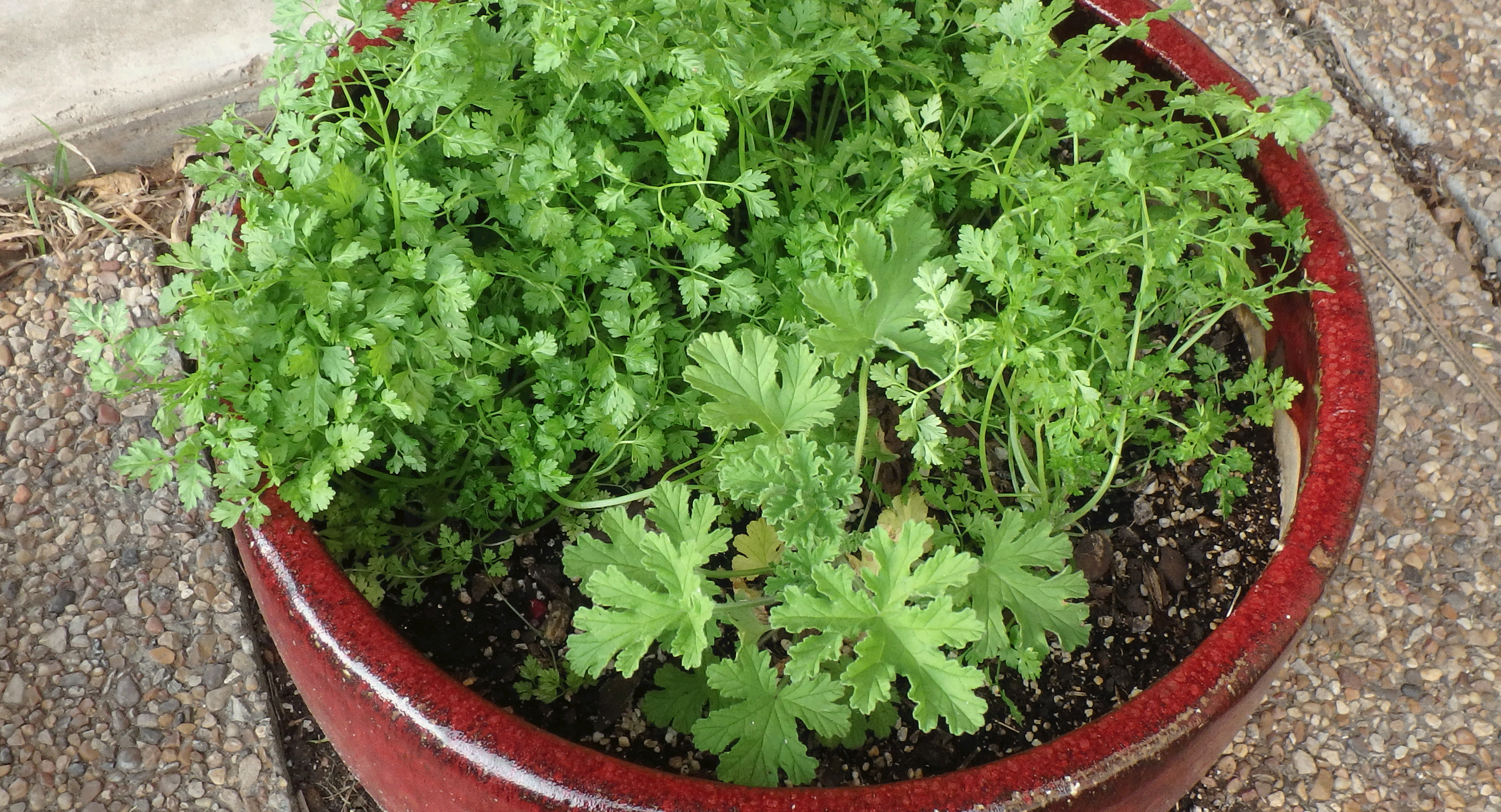 The young rose scented geranium in the front of this pot came up from last years root ball that overwintered on our porch. The young herbs in the back of the pot are chervil, something I haven't grown in several years. Chervil is more commonly used in French cuisine than here in America.