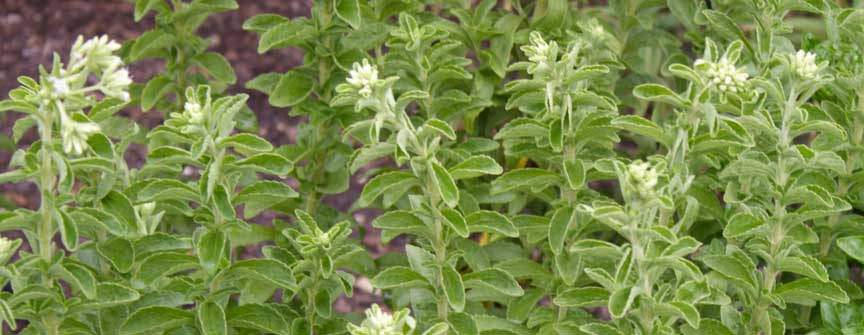 Grow Stevia In Your Garden