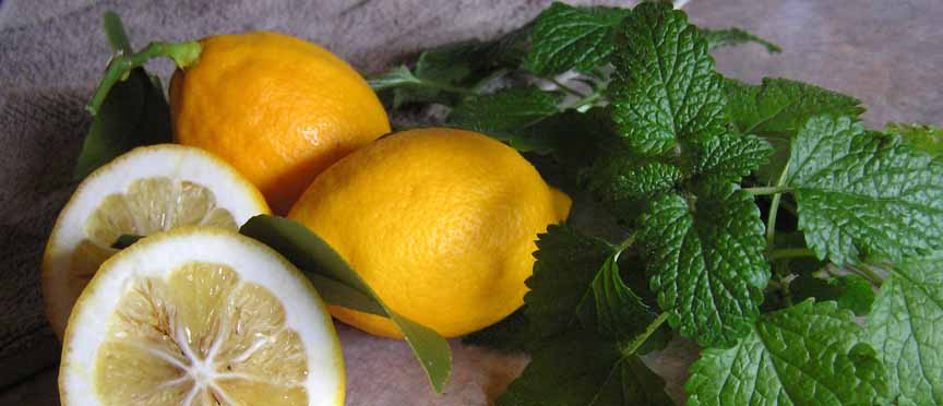 lemon flavors, lemon balm, herbs in the kitchen