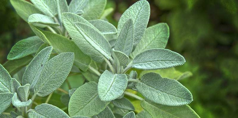 Grow Hearty Sage In Your Garden