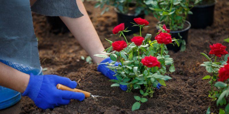Now’s the Time to Plant a Rose