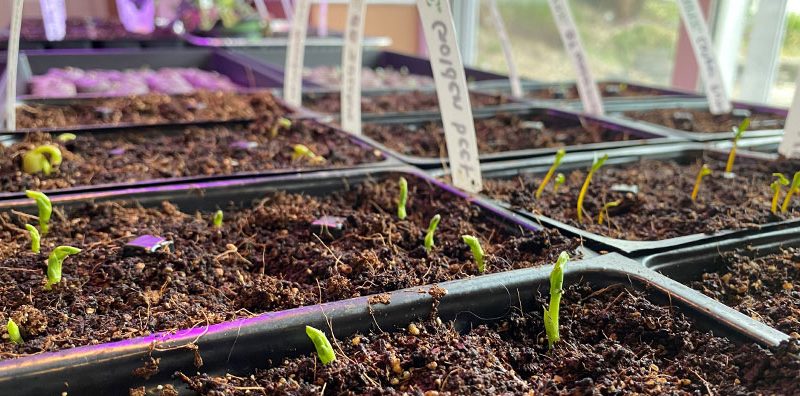 How to Use a Seed Starting Kit