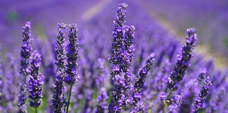 The Joys of Lavender Growing