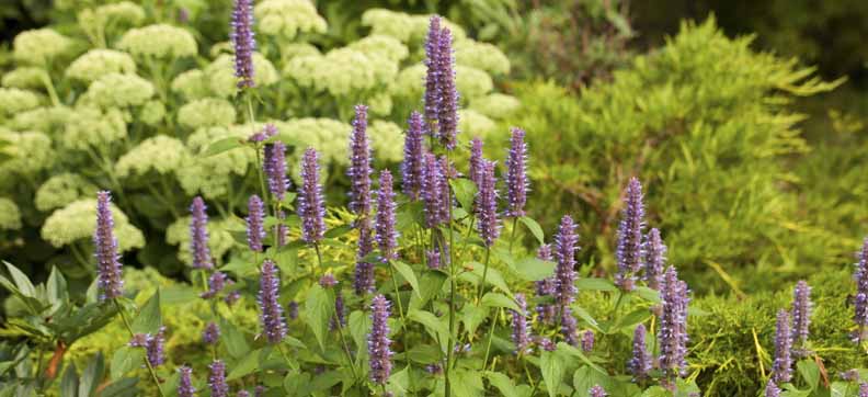 Anise Hyssop – Herb of the Year for 2019