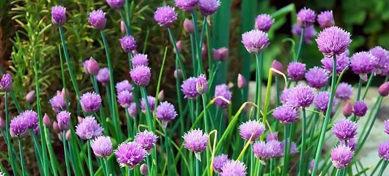 Grow Chives For a Flash of Flavor