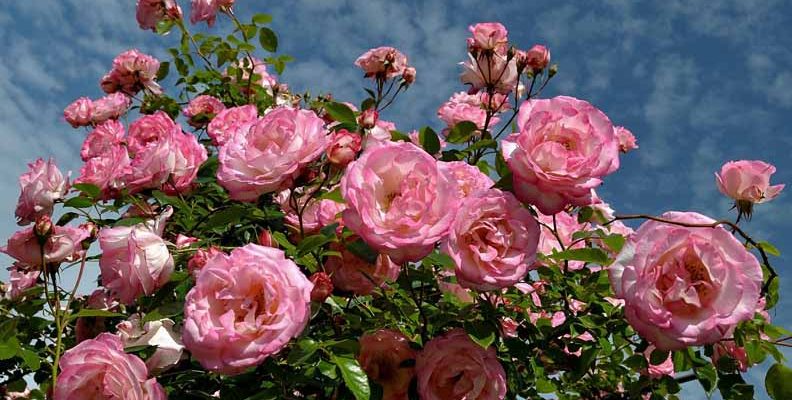 Plant a Rose This Spring