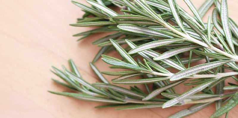 Rosemary for Garden and Home