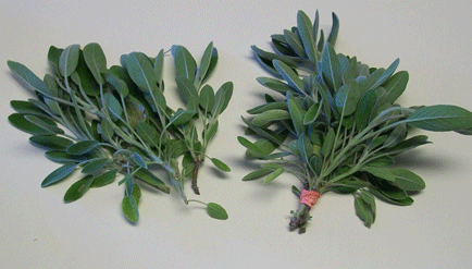Adding Herbs to a Fall Wreath